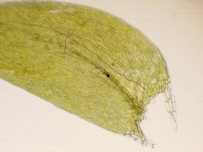 Plagiothecium laetum